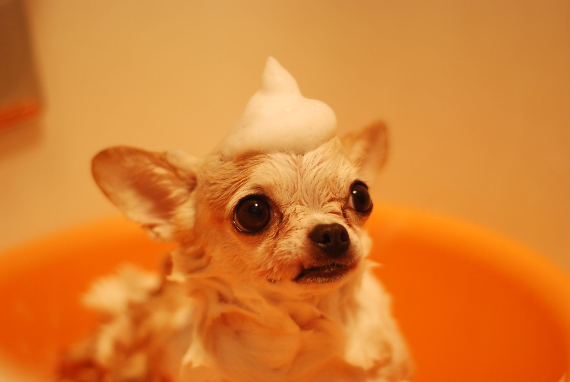 Bath & Brush